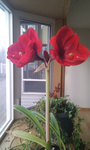 My Amarillis