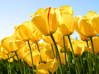 Tulips Flowers