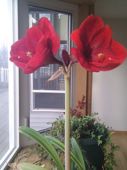 My Amarillis