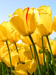 Tulips Flowers