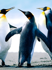 Penguins