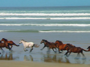 Icelandic horses are super friendly